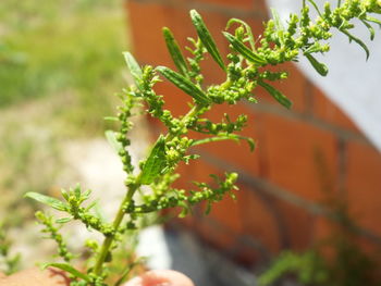 Close-up of fresh plant