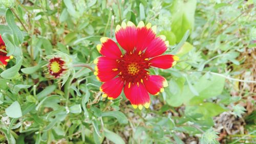 Close-up of red flowers blooming outdoors