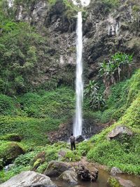 Scenic view of waterfall in forest