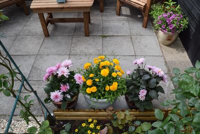 High angle view of potted plants