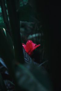 Close-up of red rose