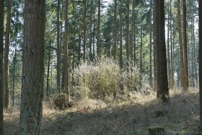 View of trees in forest