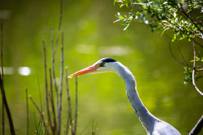 Close-up of a bird