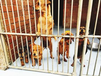 Close-up of dog in cage