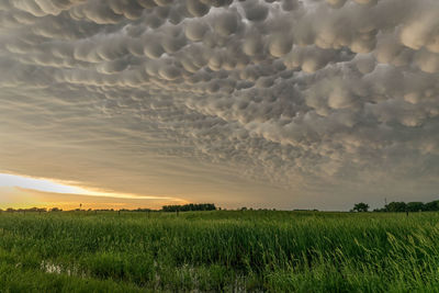 Mammatus clouds at the back of a severe thunderstorm at sunset