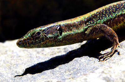 Close-up of lizard