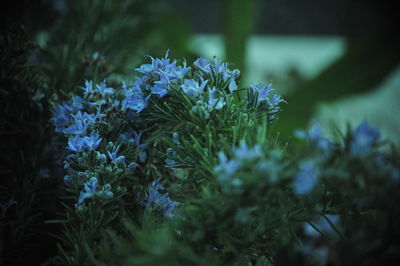 Close-up of purple flowering plants on field