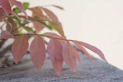 Close up of leaves