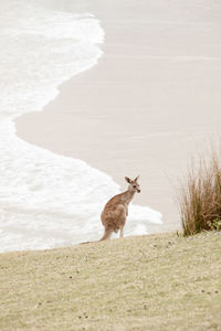 Kangaroo on beach
