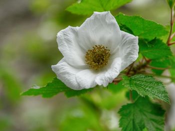 Close-up of white flowering plant