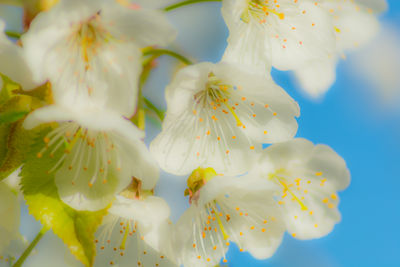 Close-up of fresh flowers on tree