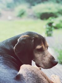 Close-up of dog sleeping outdoors