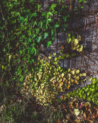 Close-up of fruits growing on tree