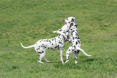 Dogs playing on grass