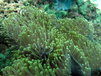 Close-up of fish in sea