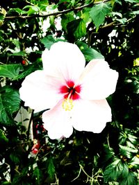 Close-up of pink flowers