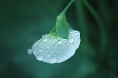 Close-up of raindrops on leaf