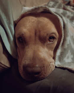 Close-up portrait of dog relaxing at home