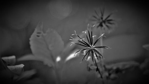 Close-up of flower at night