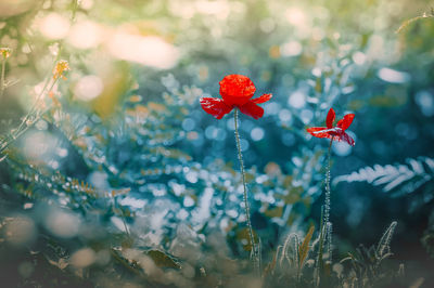 Close-up of red flowering plant on field