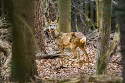 Deer in a forest