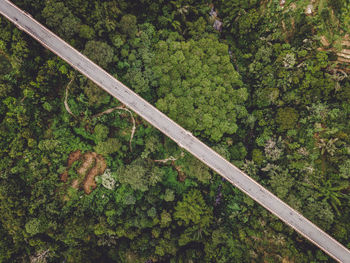 High angle view of railroad track amidst trees