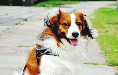 Portrait of dog sticking out tongue