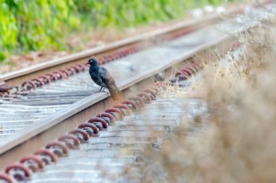 Bird perching on a railroad track