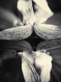 Close-up of flower against blurred background