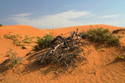 Plants growing on sand dune in desert against sky