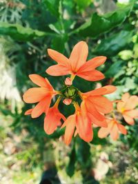 Close-up of orange flowering plants on field