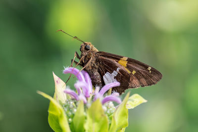 Close-up of butterfly pollinating on flower