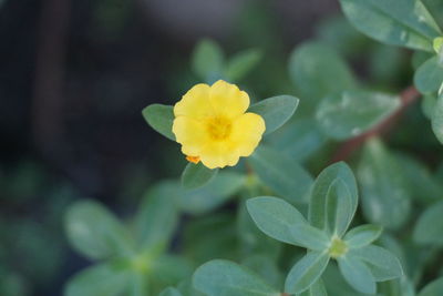 Close-up of yellow flower blooming outdoors