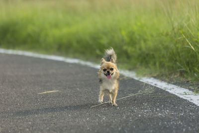 Dog running on road