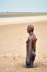 Close-up of driftwood on beach