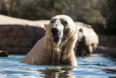 Polar bear swimming in lake