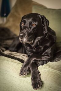Close-up of black dog sitting at home