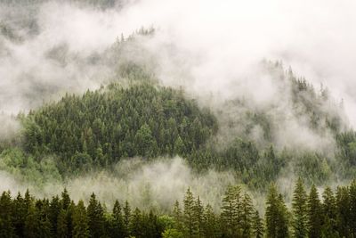 Panoramic view of pine trees in forest against sky