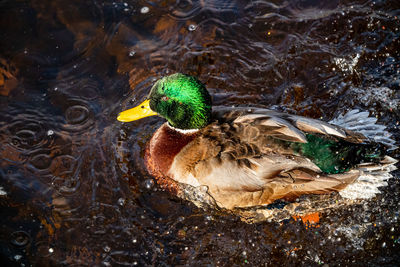 High angle view of mallard duck swimming in lake