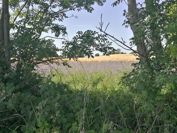 Plants growing on field