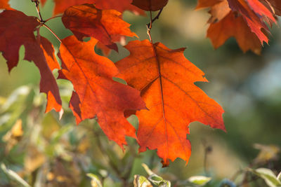 Close-up of maple leaves during autumn