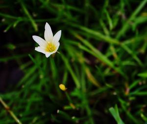 Close-up of white flower blooming outdoors