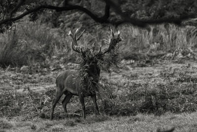 Deer on field in forest