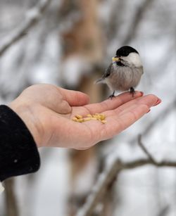 Cropped hand holding bird