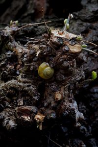 nature