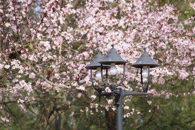 Pink cherry blossoms in spring