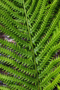 Macro view of the detailed leaves on a perennial fern