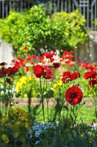 Close-up of red flowering plants