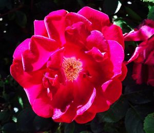 Close-up of pink flowers blooming outdoors