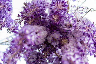 Close-up of purple flowering plant